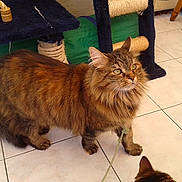 Fripoune a rejoint le concours — aidez-le/la à gagner de superbes lots !