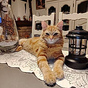 Roucky a rejoint le concours — aidez-le/la à gagner de superbes lots ! animal, cabinet, cat, chair, decor, feline, fireplace, fur, home, indoor, kitchen, lace, lantern, orange_tabby, paws, pet, portrait, relaxed, table, table_runner