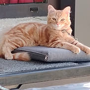 Roucky a rejoint le concours — aidez-le/la à gagner de superbes lots ! animal, cat, collar, cozy, curtain, cushion, cute, domestic_animal, ears, feline, fur, indoor, looking, orange_tabby, pet, relaxed, resting, tail, whiskers, window