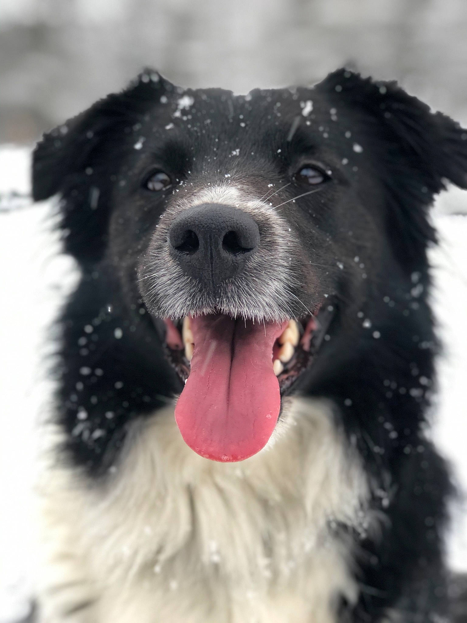 Eleanor joined the competition — help win amazing prizes! aidi, australian_collie, australian_shepherd, border_collie, bucovina_shepherd_dog, canidae, carnivore, carpathian_shepherd_dog, dog, dog_breed, english_shepherd, herding_dog, mammal, rare_breed_dog, snout, snow, sporting_group, stabyhoun, vertebrate, working_dog