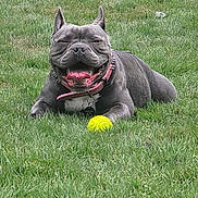 Luna is registered to the contest to win money with this photo: dog, gray_dog, grass, outdoor, pet, playing, tennis_ball, collar, happy, panting, tongue_out, animal, canine, summer, nature, resting, greenery, daylight, cute, friendly