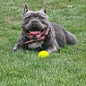 dog, gray_dog, grass, outdoor, pet, playing, tennis_ball, collar, happy, panting, tongue_out, animal, canine, summer, nature, resting, greenery, daylight, cute, friendly