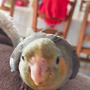 Kiwi a rejoint le concours — aidez-le/la à gagner de superbes lots ! beak, bird, cockatiel, cockatoo, fawn, mouth, parakeet, parrot