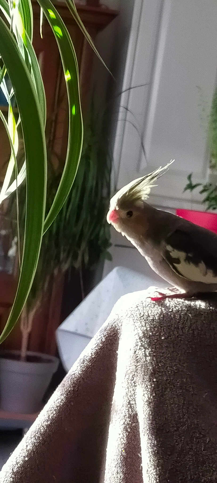 Kiwi participe au concours pour gagner de l'argent avec cette photo : beak, bird, bird_feeder, bird_supply, cockatiel, cockatoo, feather, organism, perching_bird, plant, tail, wing