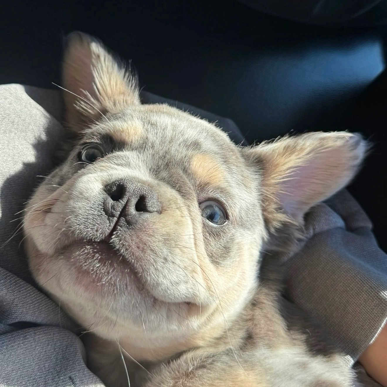 Koda joined the competition — help win amazing prizes! puppy, dog, close_up, face, ears, fur, pet, animal, snuggling, sunlight, gray_fabric, cute, young, portrait, domestic_animal, whiskers, nose, eyes, adorable, spot_pattern