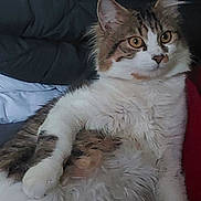 Guizmo a rejoint le concours — aidez-le/la à gagner de superbes lots ! cat, fluffy, lounging, couch, blanket, indoor, pet, fur, whiskers, curious, relaxed, animal, domestic, tabby, white, brown, cozy, cute, eyes, paw