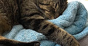 Cachou participe au concours pour gagner de l'argent avec cette photo : british_shorthair, cat, cat_like_mammal, claw, domestic_short_haired_cat, dragon_li, european_shorthair, fauna, fur, kitten, mammal, nap, paw, russian_blue, small_to_medium_sized_cats, snout, tabby_cat, tail, whiskers