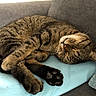 Cachou participe au concours pour gagner de l'argent avec cette photo : british_shorthair, california_spangled, carnivoran, cat, cat_like_mammal, claw, domestic_short_haired_cat, dragon_li, european_shorthair, fauna, fur, mammal, nap, ocicat, paw, pixie_bob, small_to_medium_sized_cats, snout, tabby_cat, whiskers
