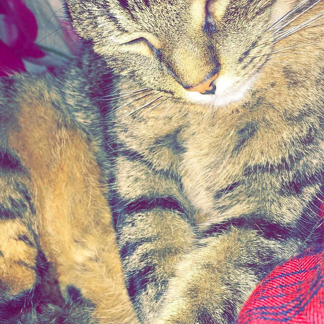 Cachou