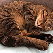 Cachou a rejoint le concours — aidez-le/la à gagner de superbes lots ! asian, british_shorthair, carnivoran, cat, cat_like_mammal, claw, domestic_short_haired_cat, dragon_li, european_shorthair, fauna, fur, kitten, mammal, paw, small_to_medium_sized_cats, snout, tabby_cat, whiskers