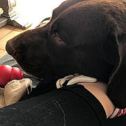 Looping participe au concours pour gagner de l'argent avec cette photo : black, carnivoran, dog, dog_breed, dog_breed_group, dog_like_mammal, flooring, girl, labrador_retriever, mammal, nose, puppy, skin, snout, sporting_group, whiskers