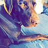 Looping a rejoint le concours — aidez-le/la à gagner de superbes lots ! carnivoran, dog, dog_breed, dog_like_mammal, ear, labrador_retriever, mammal, nose, puppy, purple, skin, snout, sporting_group, weimaraner, whiskers