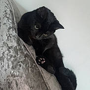 Tyson joined the competition — help win amazing prizes! cat, black_cat, pet, feline, animal, indoor, couch, furniture, relaxing, stretching, paw, whiskers, ears, curious, texture, home, domestic, cute, cozy, resting