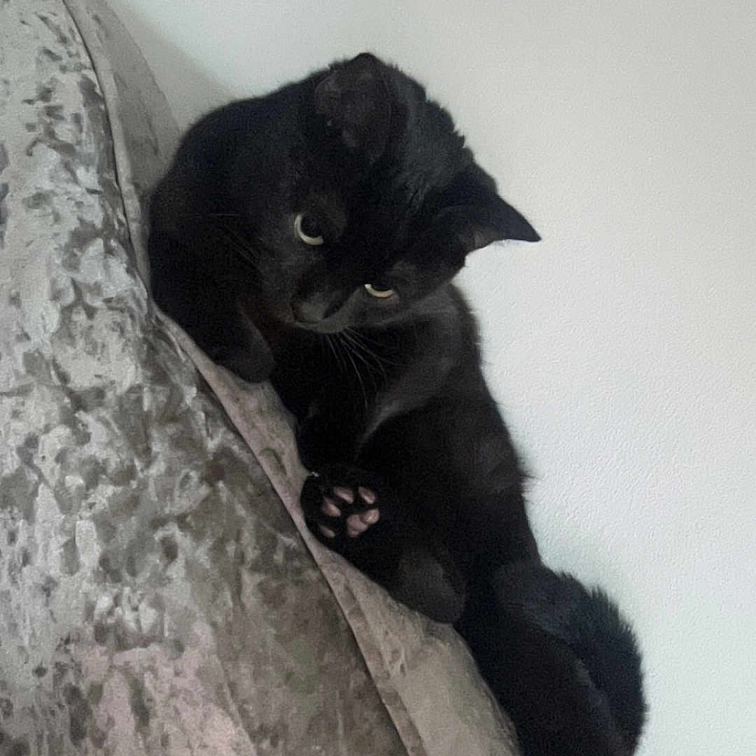 Tyson joined the competition — help win amazing prizes! cat, black_cat, pet, feline, animal, indoor, couch, furniture, relaxing, stretching, paw, whiskers, ears, curious, texture, home, domestic, cute, cozy, resting
