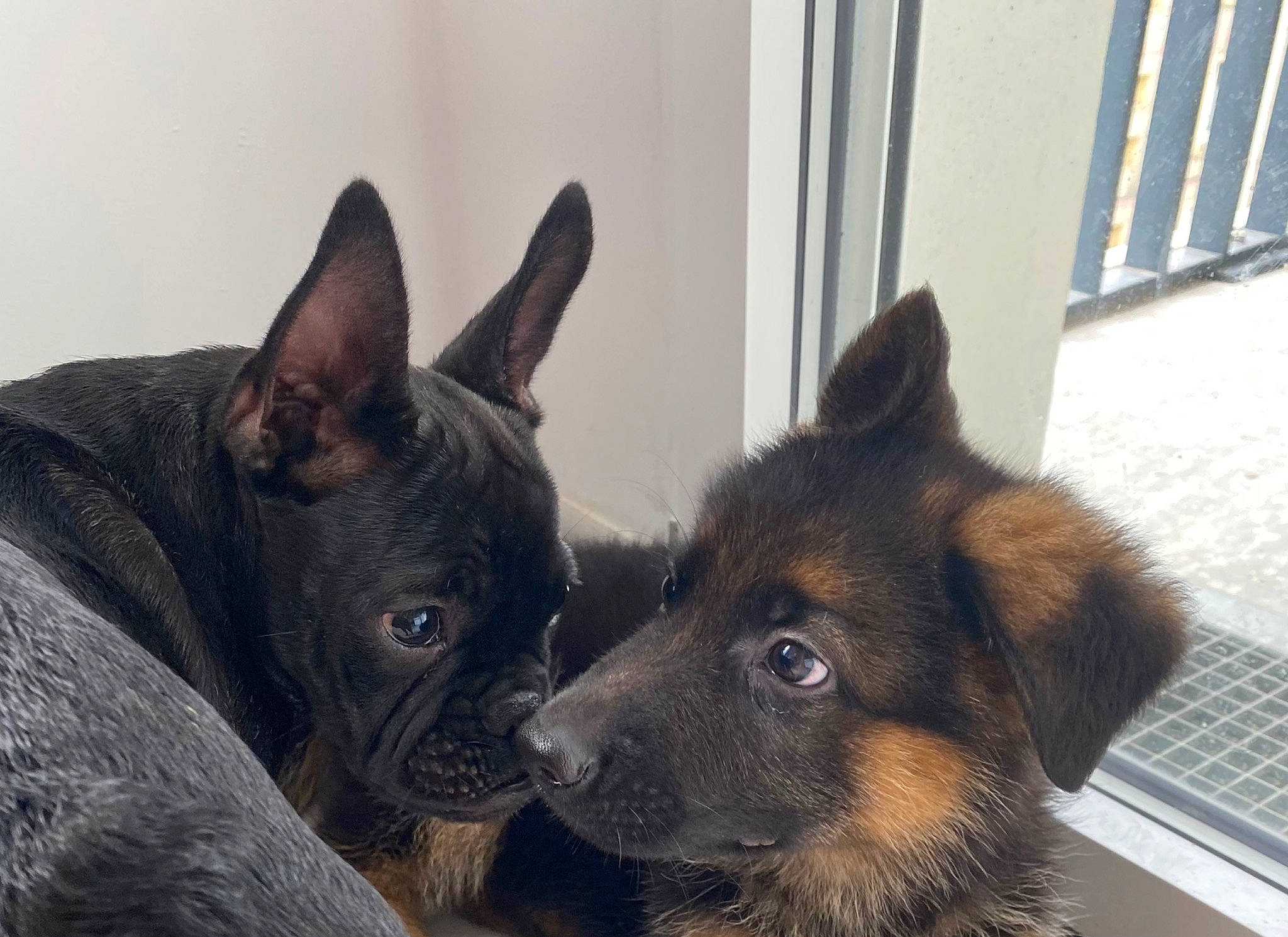 Tyna a rejoint le concours — aidez-le/la à gagner de superbes lots ! canidae, carnivore, companion_dog, computer_keyboard, dog, dog_breed, fawn, fur, input_device, liver, mammal, non_sporting_group, puppy, snout, sporting_group, terrestrial_animal, toy_dog, whiskers, working_animal, working_dog