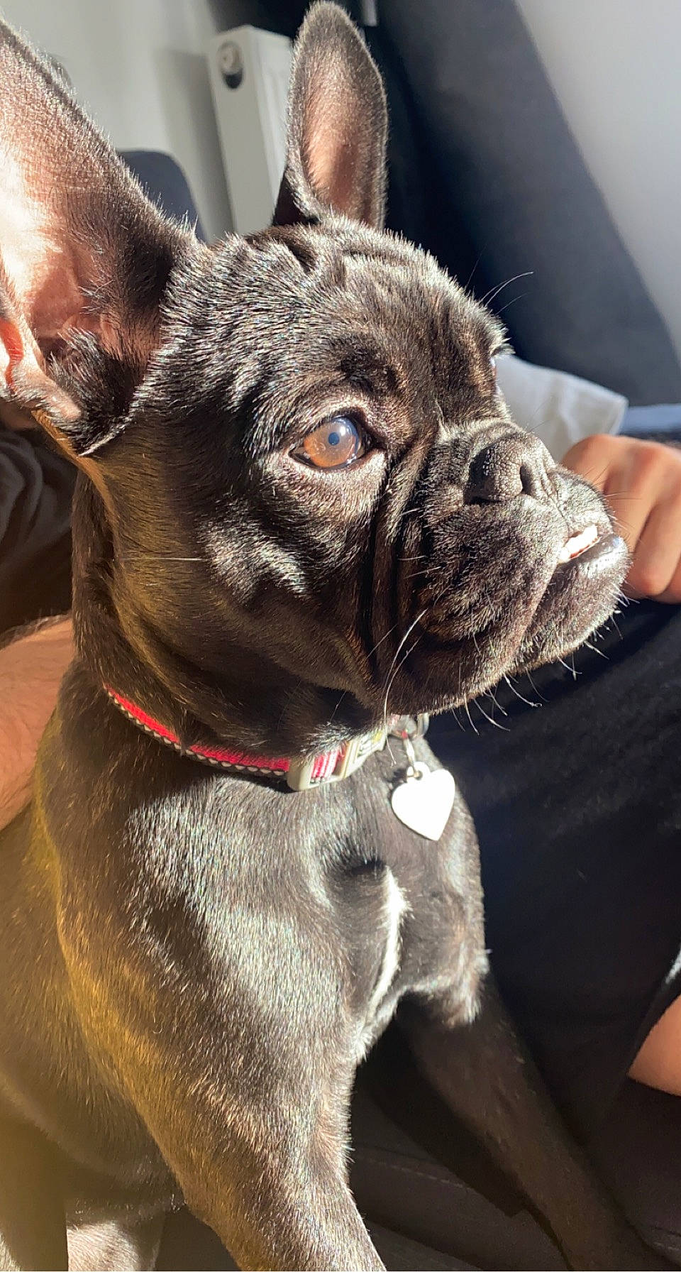 Tyna a rejoint le concours — aidez-le/la à gagner de superbes lots ! bulldog, canidae, carmine, carnivore, collar, companion_dog, dog, dog_breed, dog_collar, ear, fawn, french_bulldog, leash, snout, sporting_group, terrestrial_animal, toy_dog, whiskers, working_animal, wrinkle