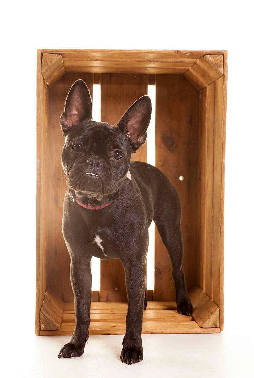 Tyna a rejoint le concours — aidez-le/la à gagner de superbes lots ! boston_terrier, brown, bulldog, canidae, carnivore, companion_dog, dog, dog_breed, ear, fawn, french_bulldog, rectangle, sculpture, snout, sporting_group, tail, terrestrial_animal, toy_dog, whiskers, working_animal