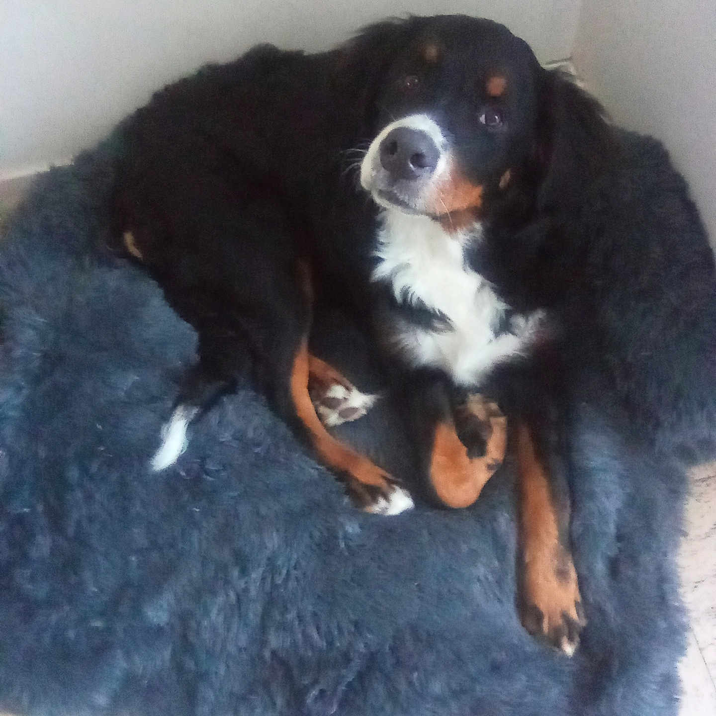 Artus participe au concours pour gagner de l'argent avec cette photo : animal, bed, black, brown, canine, corner, cozy, dog, floor, fur, fur_texture, indoor, looking_at_camera, lying_down, paw, pet, portrait, relaxed, rug, white
