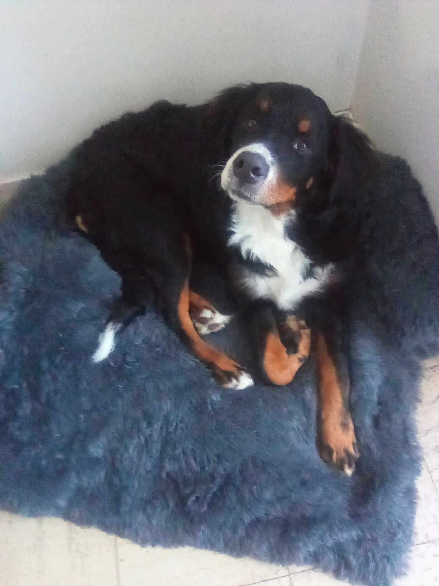 Artus participe au concours pour gagner de l'argent avec cette photo : dog, pet, fur, black, brown, white, animal, canine, lying_down, relaxed, indoor, floor, rug, corner, portrait, looking_at_camera, cozy, paw, bed, fur_texture