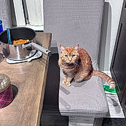 Garfield is registered to the contest to win money with this photo: cat, chair, container, cozy, curious, domestic_animal, floor, food, furniture, gray_chair, home, indoor, kitchen, orange_tabby, pet, pot, step_stool, tabby_cat, table, wooden_table