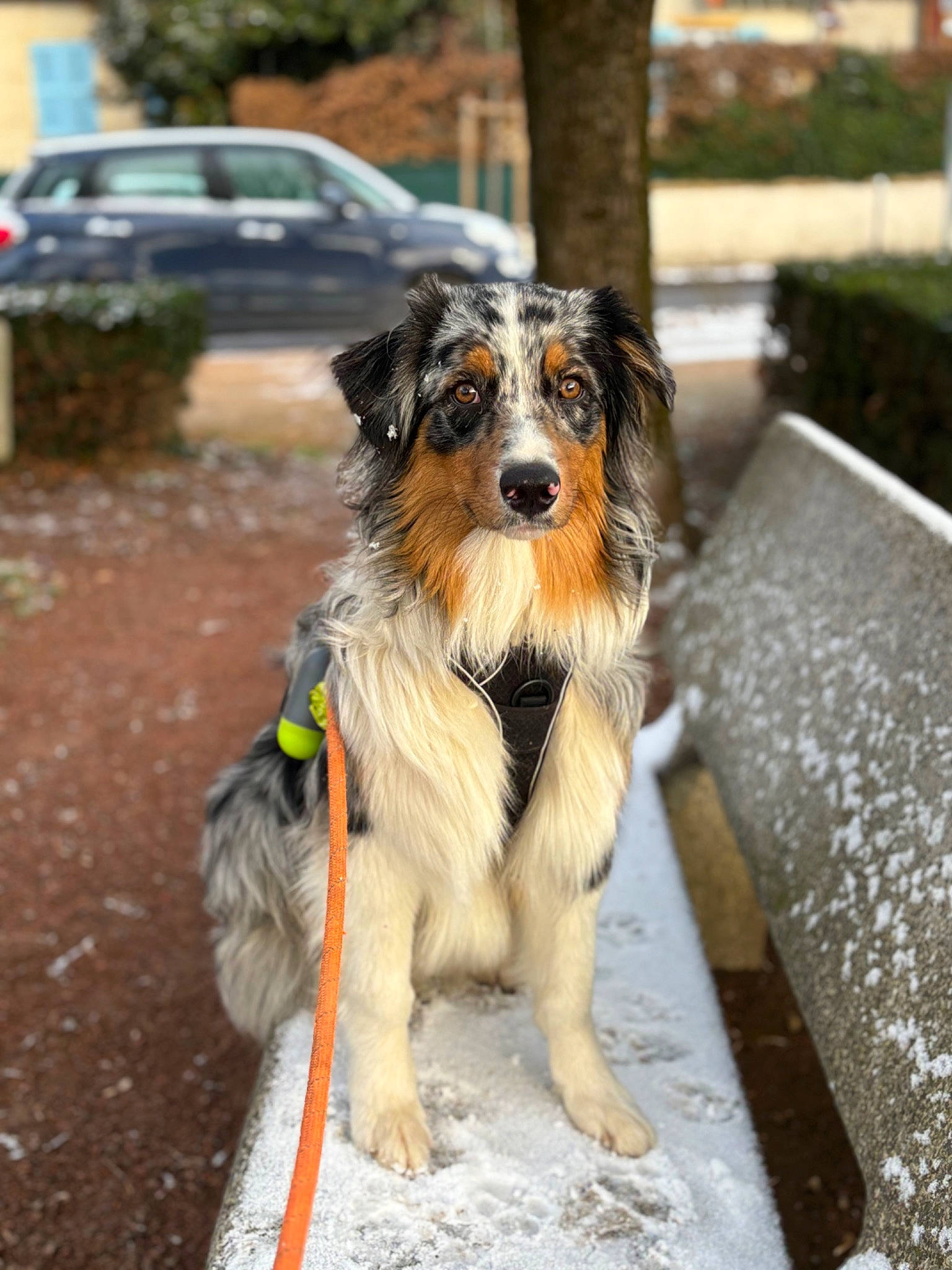 Volt a rejoint le concours — aidez-le/la à gagner de superbes lots ! australian_collie, canidae, car, carnivore, collar, companion_dog, dog, dog_breed, fur, herding_dog, plant, sporting_group, tail, tire, tree, vehicle, wheel, working_animal, working_dog