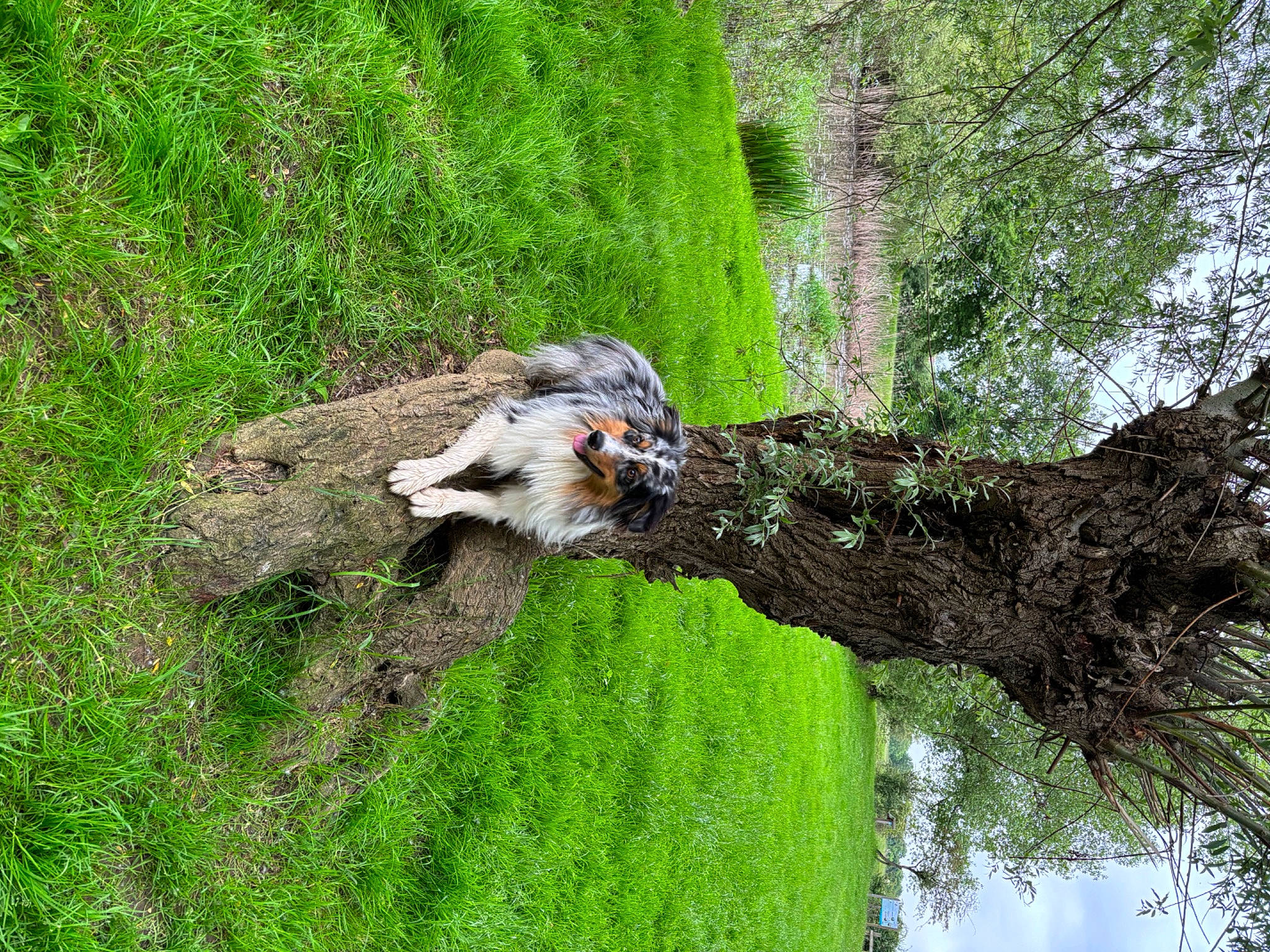 Volt a rejoint le concours — aidez-le/la à gagner de superbes lots ! beak, biome, bird, forest, grass, groundcover, jungle, landscape, natural_landscape, nature_reserve, old_growth_forest, plant, riparian_forest, terrestrial_plant, tree, trunk, twig, water, wetland, wood