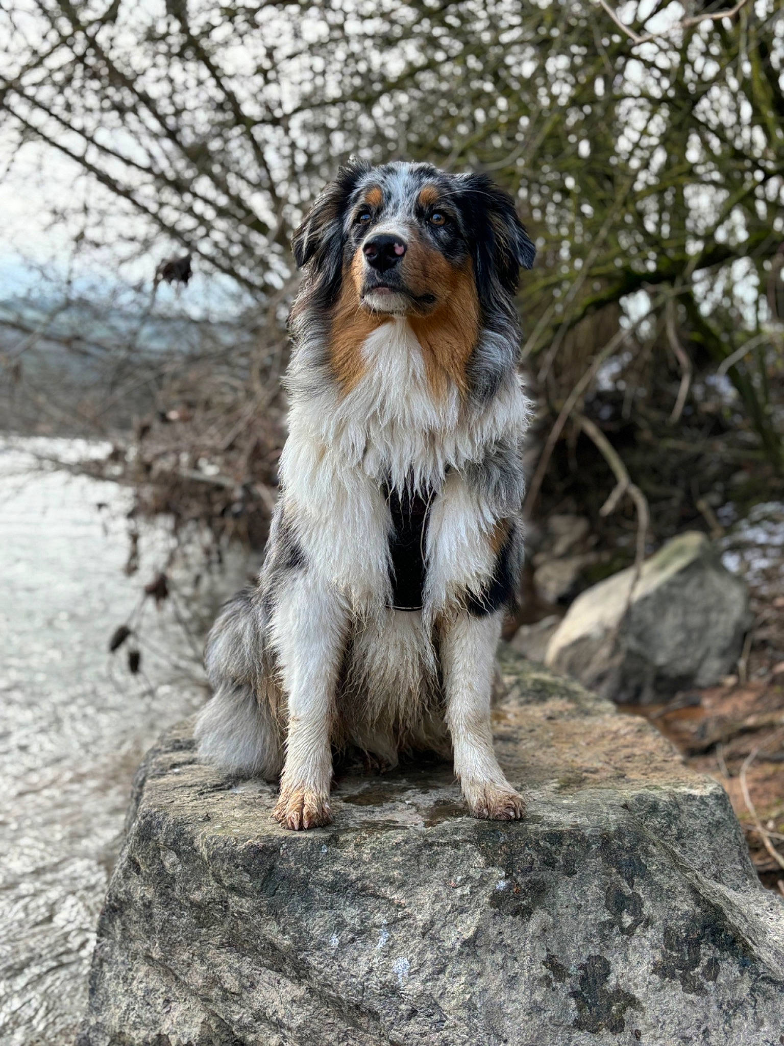 Volt participe au concours pour gagner de l'argent avec cette photo : bedrock, canidae, carnivore, companion_dog, dog, dog_breed, fur, plant, rock, snout, soil, sporting_group, tail, terrestrial_animal, tree, twig, whiskers, wood, working_dog