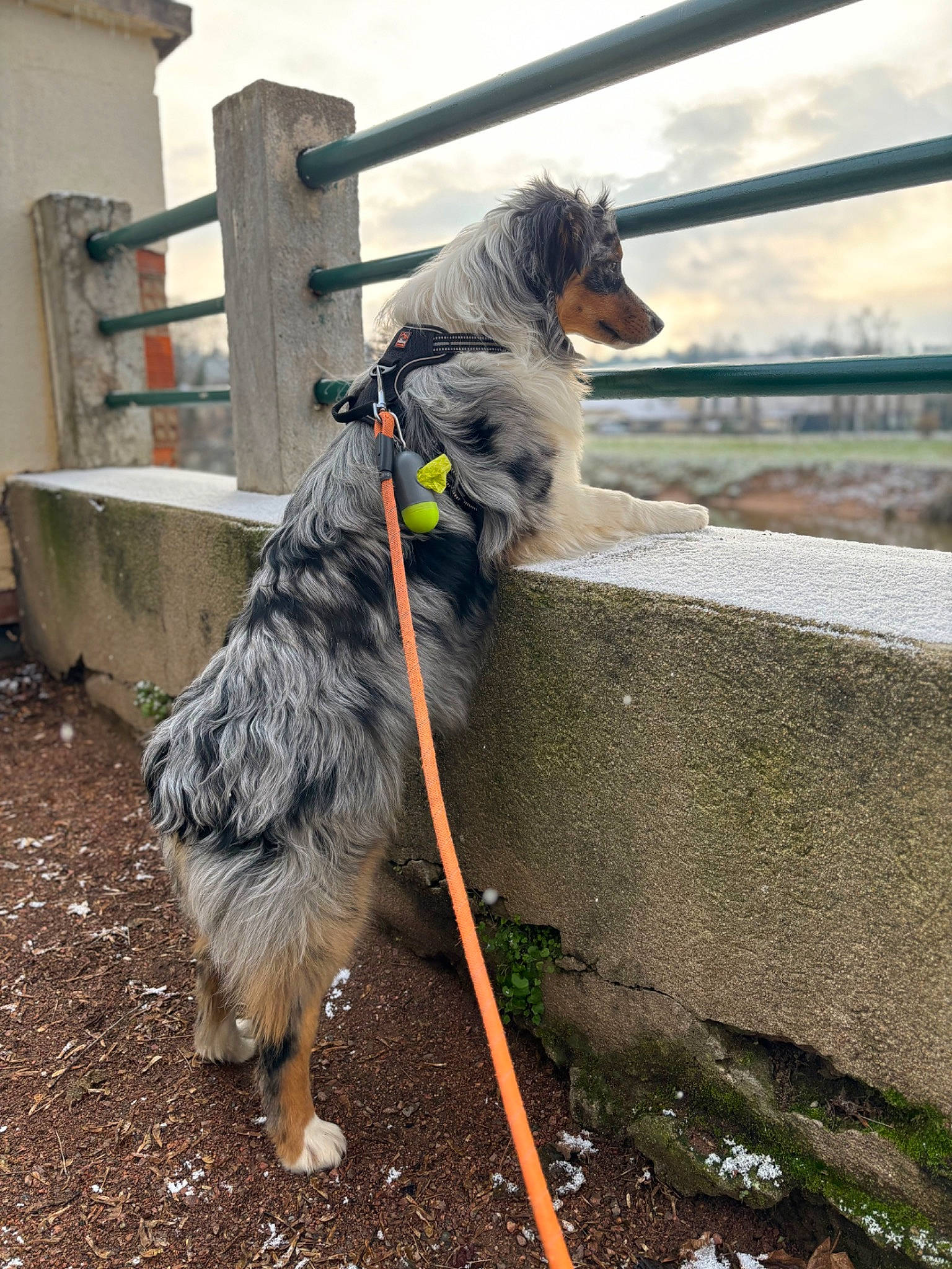 Volt a rejoint le concours — aidez-le/la à gagner de superbes lots ! australian_cattle_dog, canidae, carnivore, cloud, collar, companion_dog, dog, dog_breed, fence, fur, herding_dog, leash, schnauzer, sky, sporting_group, standard_schnauzer, tail, terrier, working_animal, working_dog