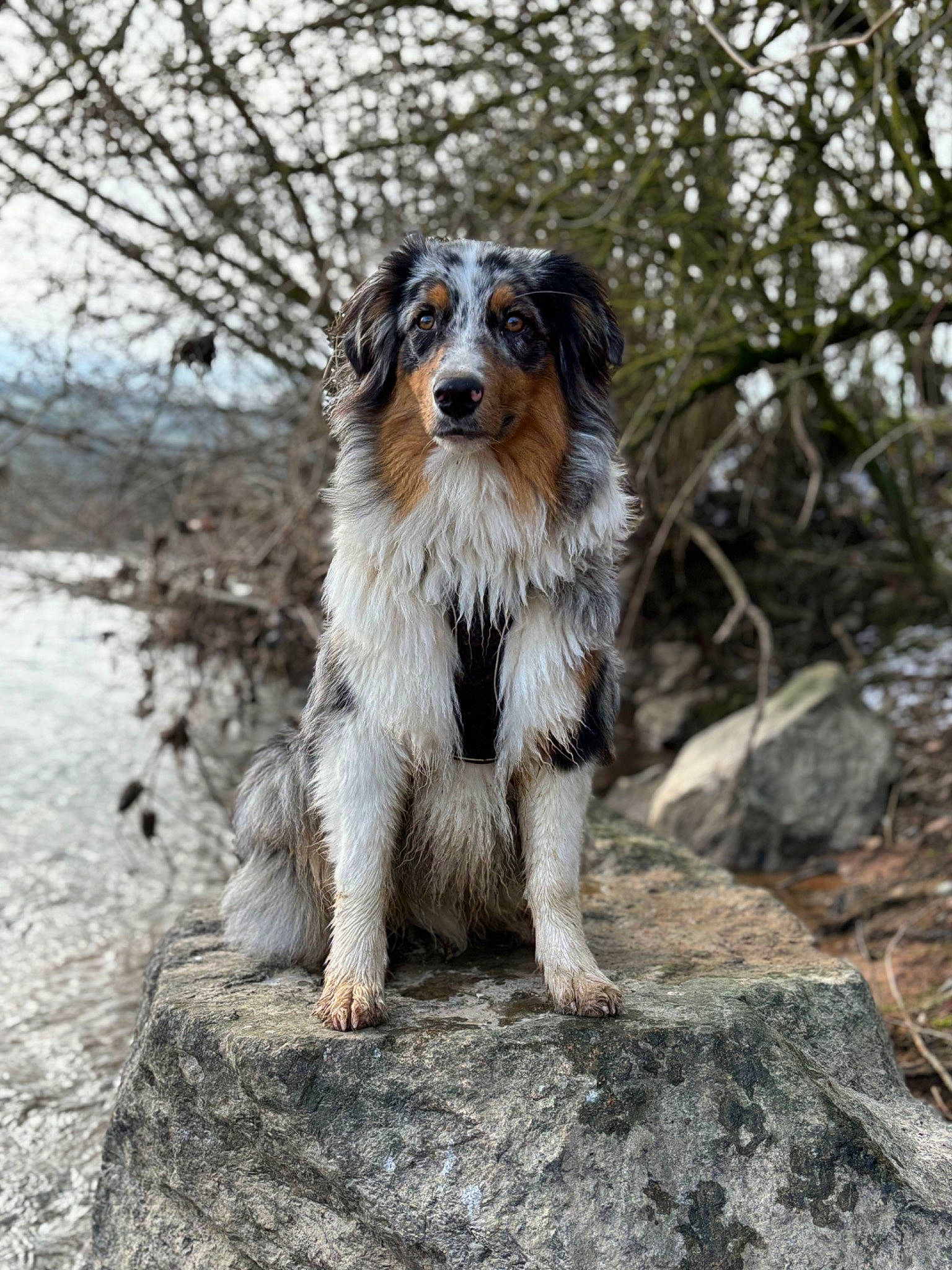 Volt a rejoint le concours — aidez-le/la à gagner de superbes lots ! bedrock, canidae, carnivore, companion_dog, dog, dog_breed, fur, plant, rock, soil, sporting_group, terrestrial_animal, tree, whiskers, wood, working_dog