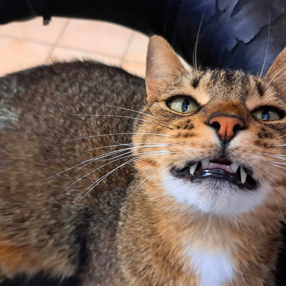 Tigrou