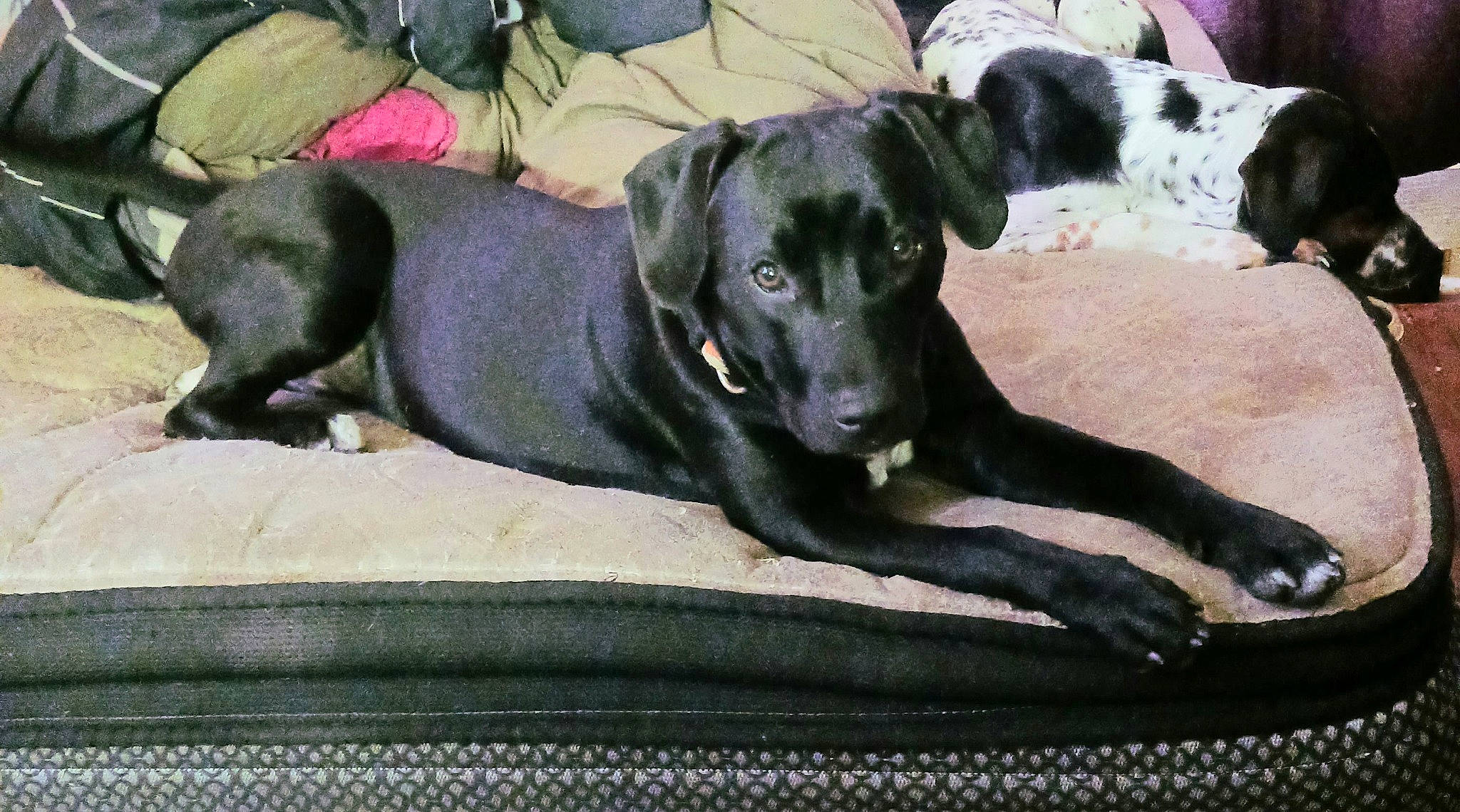 Sadie joined the competition — help win amazing prizes! borador, canidae, carnivore, companion_dog, dog, dog_breed, dog_collar, fawn, fur, guard_dog, gun_dog, hunting_dog, pet_supply, snout, sporting_group, tail, terrestrial_animal, working_animal, working_dog