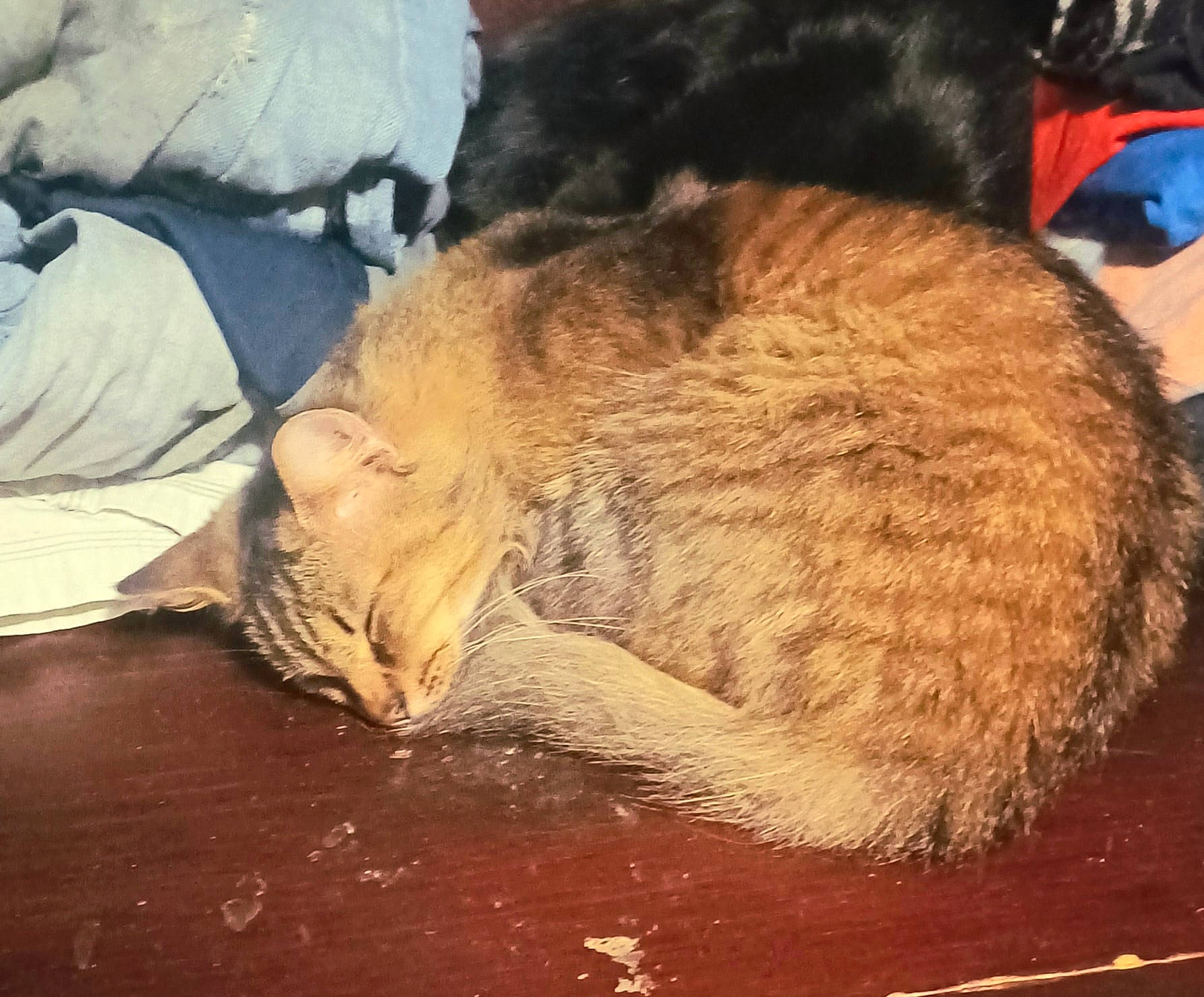 Tac Tac joined the competition — help win amazing prizes! carnivore, cat, claw, cloud, comfort, domestic_short_haired_cat, fawn, felidae, fur, lap, love, nap, paw, sky, small_to_medium_sized_cats, snout, tail, terrestrial_animal, whiskers, wood