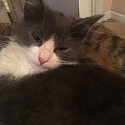 Bossman joined the competition — help win amazing prizes! black_and_white, carnivore, cat, domestic_long_haired_cat, ear, eye, felidae, fur, kitten, maine_coon, mammal, norwegian_forest_cat, polydactyl_cat, ragamuffin, small_to_medium_sized_cats, snout, tail, turkish_angora, vertebrate, whiskers