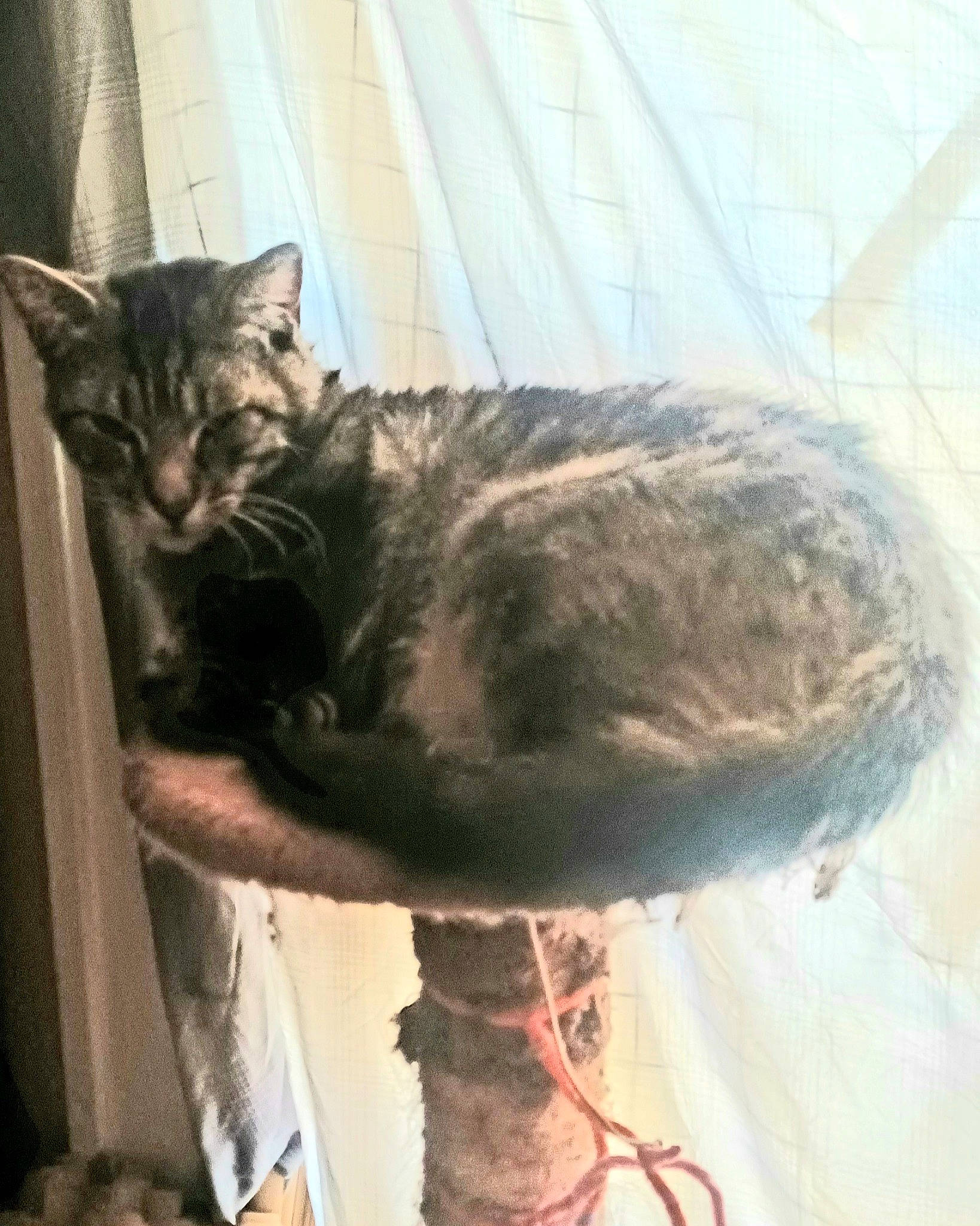 Yoda joined the competition — help win amazing prizes! carnivore, cat, comfort, domestic_short_haired_cat, felidae, fur, small_to_medium_sized_cats, snout, tail, terrestrial_animal, whiskers, window