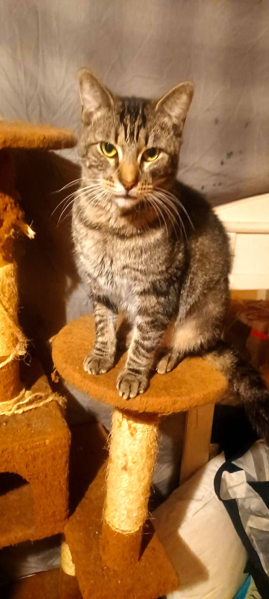 Yoda joined the competition — help win amazing prizes! carnivore, cat, cat_supply, claw, domestic_short_haired_cat, felidae, fur, paw, sitting, small_to_medium_sized_cats, snout, tail, terrestrial_animal, tree, whiskers, wildlife, window, wood