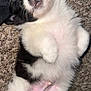 Poe joined the competition — help win amazing prizes! puppy, dog, black_and_white, fur, sleeping, carpet, pet, cute, young, domestic_animal, relaxed, lying_down, small, adorable, animal, mammal, fluffy, paw, nose, whiskers