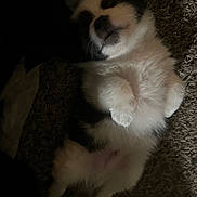 Poe is registered to the contest to win money with this photo: puppy, dog, lying_down, carpet, fur, pet, sleeping, cute, animal, relaxed, indoor, cozy, small_dog, black_and_white, fluffy, young_dog, paw, nose, whiskers, fur_texture