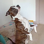 Ivar participe au concours pour gagner de l'argent avec cette photo : dog, brindle, white, indoor, bed, floor, curious, pet, animal, canine, trick, standing, hind_legs, room, furniture, blanket, playful, cute, domestic, companion