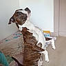 dog, brindle, white, indoor, bed, floor, curious, pet, animal, canine, trick, standing, hind_legs, room, furniture, blanket, playful, cute, domestic, companion
