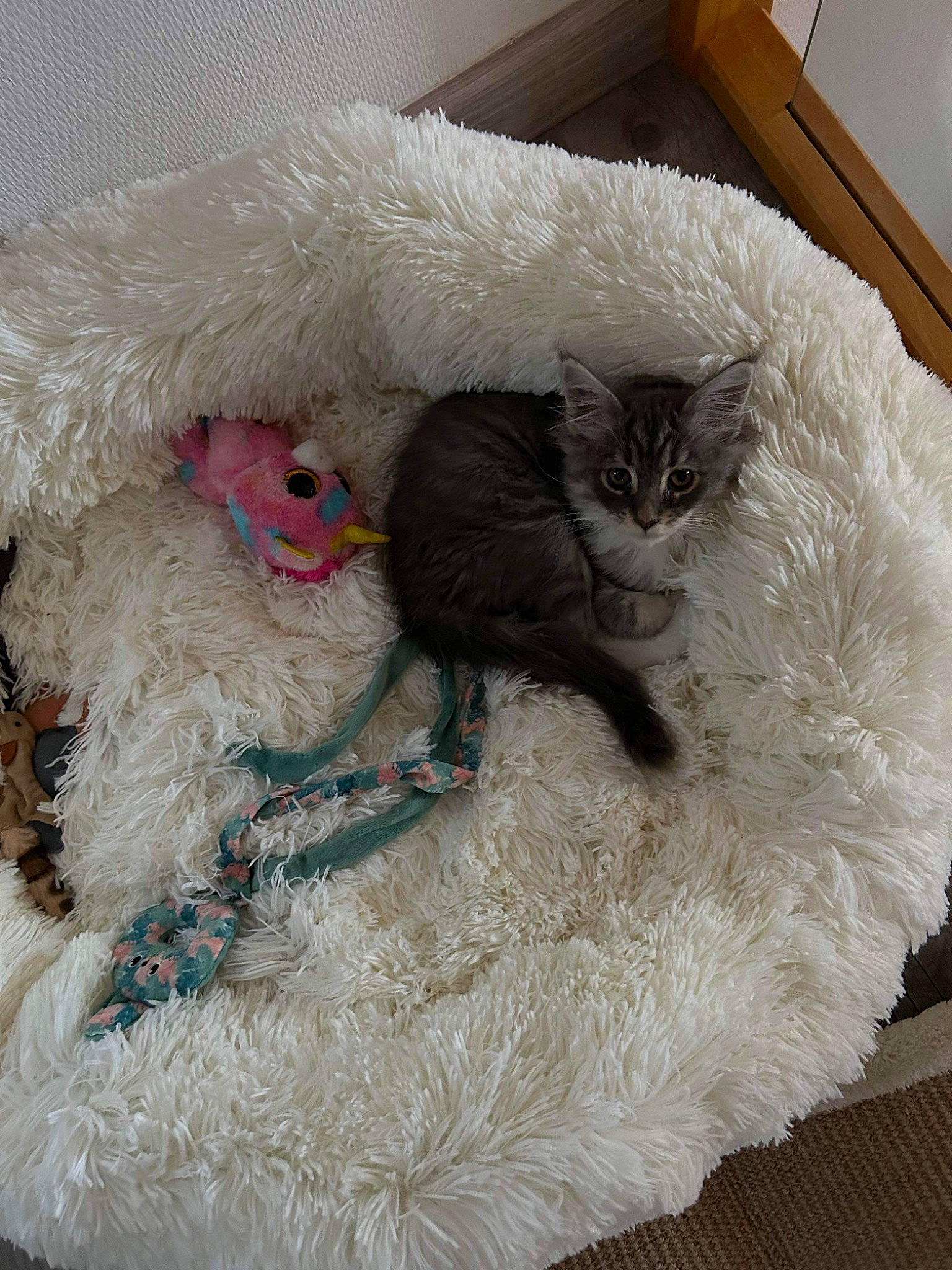 Myrtille