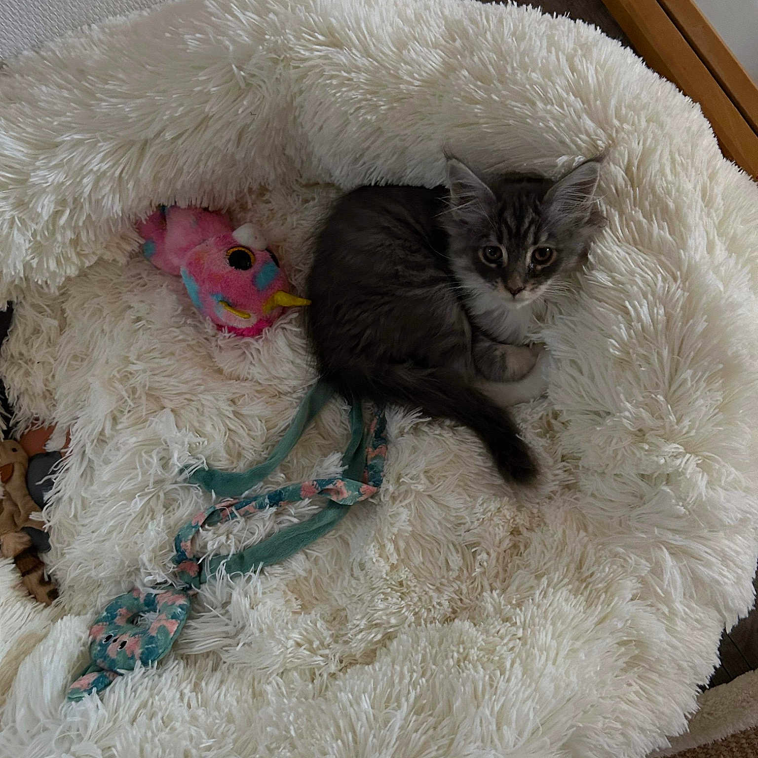 Myrtille