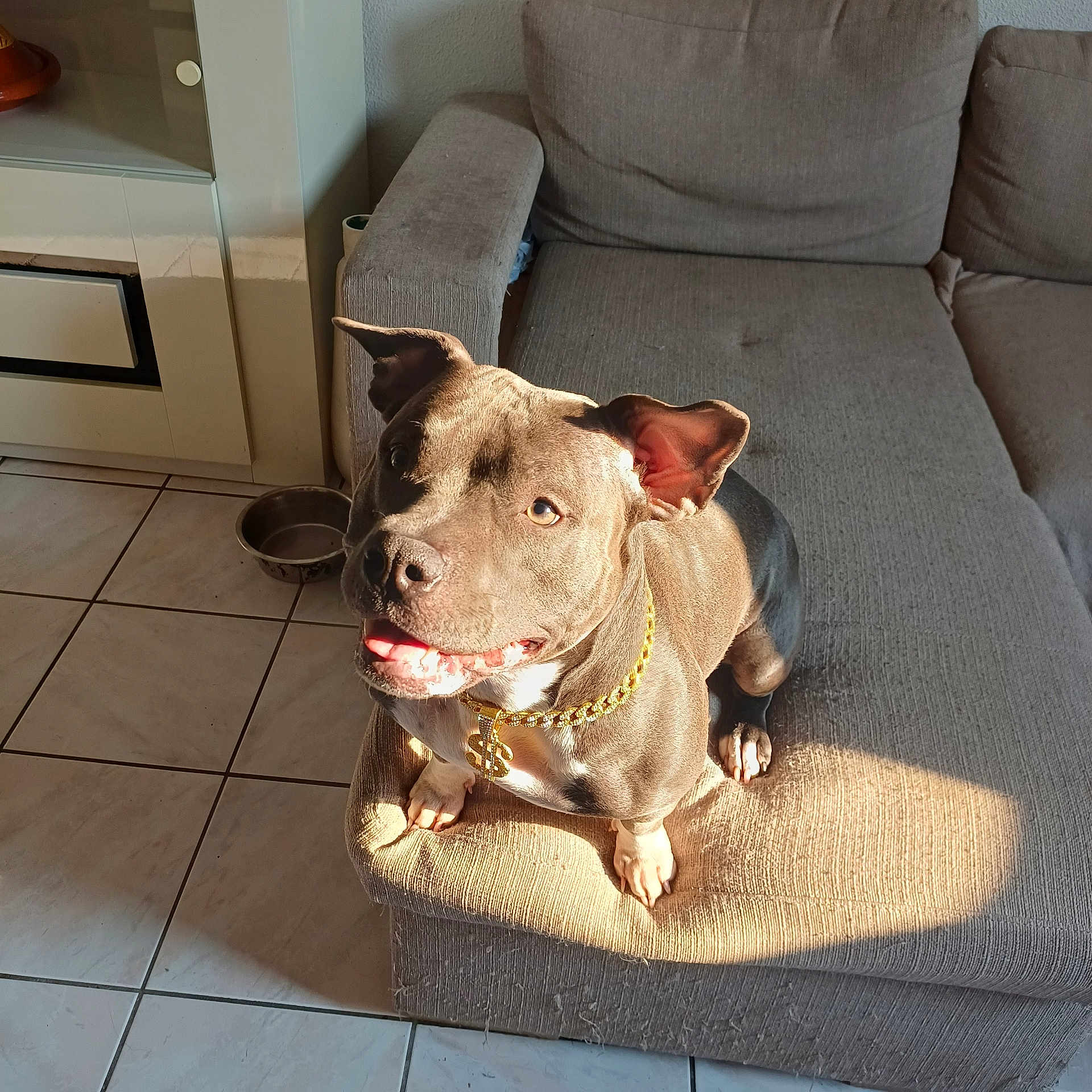 Utha participe au concours pour gagner de l'argent avec cette photo : dog, pet, canine, indoor, couch, sunlight, tile_floor, gold_chain, smiling, brown_dog, happy, domestic_animal, furniture, living_room, ear, tongue, collar, home, floor, shadow