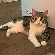 Snoop joined the competition — help win amazing prizes! cat, tabby_cat, white_fur, floor, wood_floor, pet, animal, indoor, relaxed, lying_down, curious, feline, whiskers, ears, paws, domestic_cat, household, close_up, looking_at_camera, fur