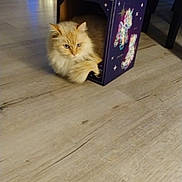 Maiden participe au concours pour gagner de l'argent avec cette photo : cat, orange_cat, fluffy, box, unicorn, decorative_box, indoor, floor, wooden_floor, paw, relaxed, pet, animal, home, holiday_decor, lights, chair, cardboard_box, cozy, feline