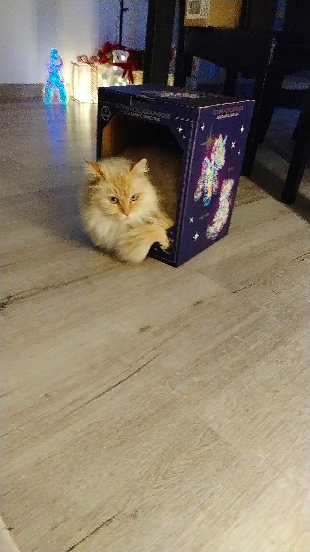 Maiden participe au concours pour gagner de l'argent avec cette photo : cat, orange_cat, fluffy, box, unicorn, decorative_box, indoor, floor, wooden_floor, paw, relaxed, pet, animal, home, holiday_decor, lights, chair, cardboard_box, cozy, feline