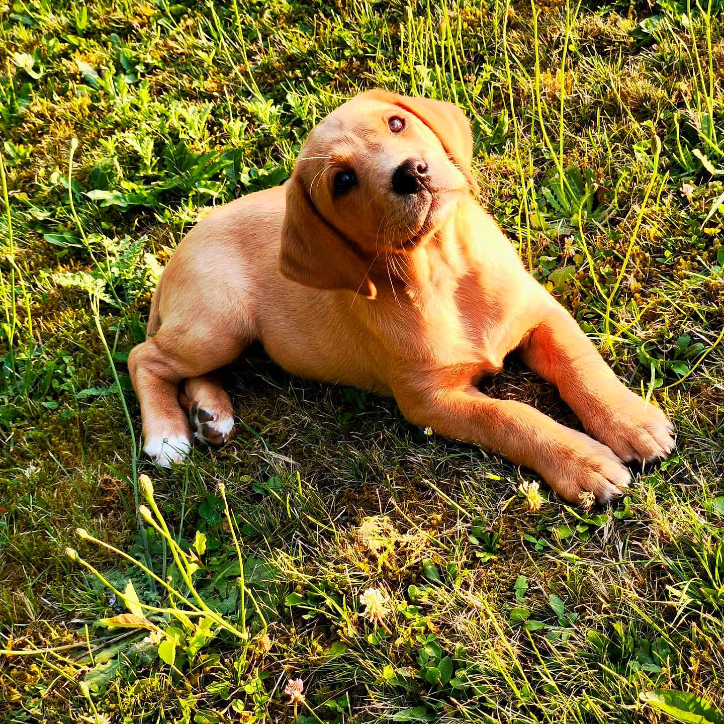 Abby a rejoint le concours — aidez-le/la à gagner de superbes lots ! animal, closeup, cute, daylight, dog, fur, golden_retriever, grass, greenery, head_tilt, laying_down, mammal, nature, outdoor, pet, playful, puppy, summer, sunlight, young