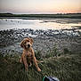 Abby a rejoint le concours — aidez-le/la à gagner de superbes lots ! animal, calm, dog, duck_decoy, field, grass, head_tilt, mud, nature, outdoor, plants, pond, puppy, sitting, sky, sunset, water, wetland, wildlife, young_dog