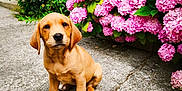 Abby a rejoint le concours — aidez-le/la à gagner de superbes lots ! puppy, dog, golden_brown, sitting, concrete, path, pink_hydrangeas, flowers, green_leaves, bush, outdoor, garden, cute, pet, young_dog, fluffy, nature, sunlight, closeup, adorable