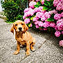 puppy, dog, golden_brown, sitting, concrete, path, pink_hydrangeas, flowers, green_leaves, bush, outdoor, garden, cute, pet, young_dog, fluffy, nature, sunlight, closeup, adorable