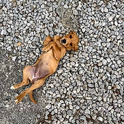 Abby a rejoint le concours — aidez-le/la à gagner de superbes lots ! puppy, dog, brown, lying_down, gravel, outdoor, cute, animal, pet, small, young, fur, ground, playful, adorable, looking_up, paws, nature, resting, curious